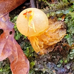 Calostoma