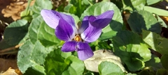 Viola