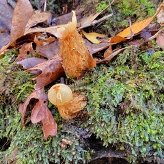 Calostoma