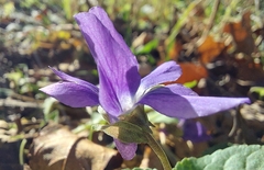 Viola