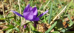 Viola