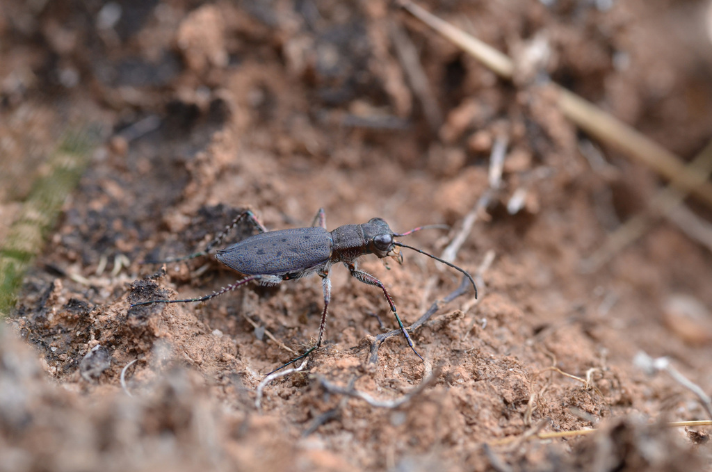 Lophyra saraliensis