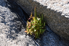 Orostachys maximowiczii