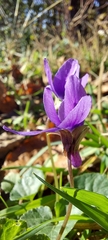 Viola