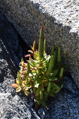Orostachys maximowiczii