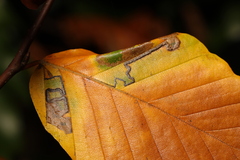 Phyllonorycter maestingella
