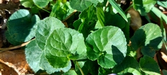 Viola