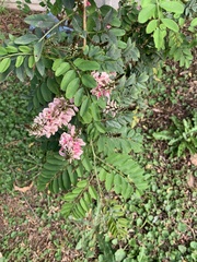 Indigofera jucunda