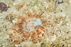 Isarachnanthus