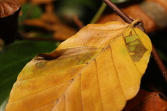 Phyllonorycter maestingella