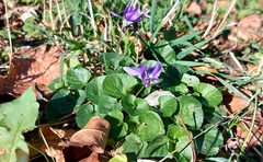 Viola