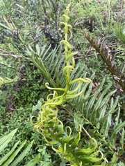 Acrostichum danaeifolium