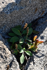 Plantago camtschatica