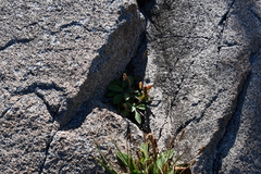 Plantago camtschatica