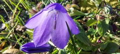 Campanula rotundifolia