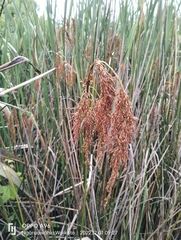 Machaerina articulata