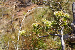 Crassula sarcocaulis