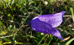 Campanula rotundifolia