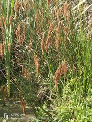 Machaerina articulata