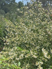 Baccharis glomeruliflora