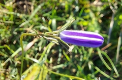 Campanula rotundifolia