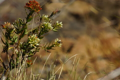 Crassula sarcocaulis