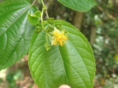Prockia crucis