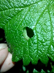 Trichoplusia ni