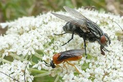 Sterictiphora angelicae