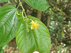 Prockia crucis