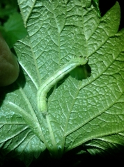 Trichoplusia ni
