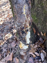 Steccherinum ochraceum