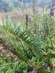 Acrostichum danaeifolium