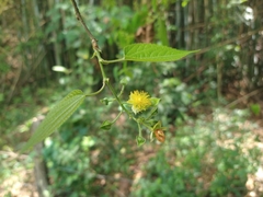 Prockia crucis
