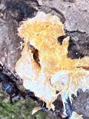 Steccherinum ochraceum