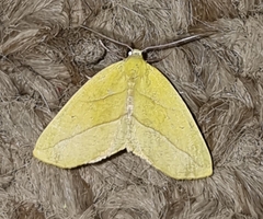 Drepanogynis olivescens