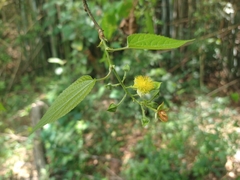 Prockia crucis