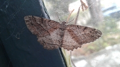 Neoalcis californiaria