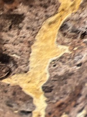 Steccherinum ochraceum