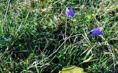 Campanula rotundifolia
