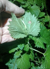 Trichoplusia ni