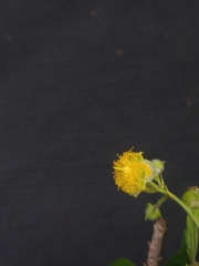 Prockia crucis
