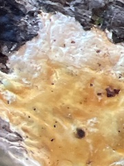 Steccherinum ochraceum