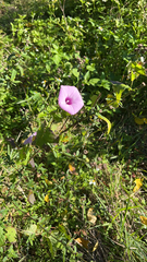Ipomoea cordatotriloba