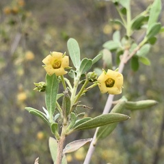 Diospyros