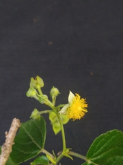 Prockia crucis