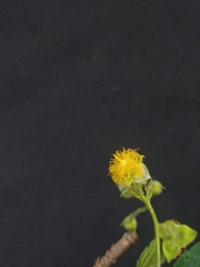 Prockia crucis
