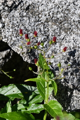 Scrophularia grayana