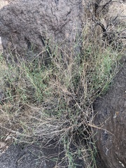 Muhlenbergia porteri