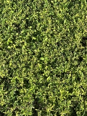 Alternanthera philoxeroides